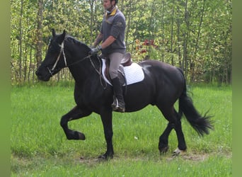 Friesen Mix, Wallach, 4 Jahre, 158 cm, Rappe
