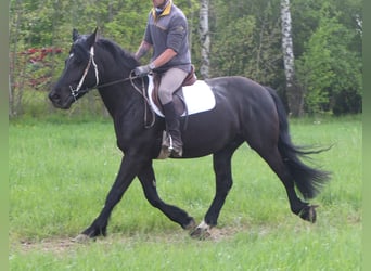 Friesen Mix, Wallach, 4 Jahre, 158 cm, Rappe