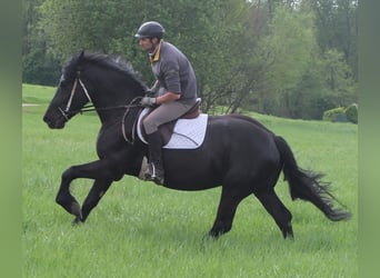 Friesen Mix, Wallach, 4 Jahre, 158 cm, Rappe