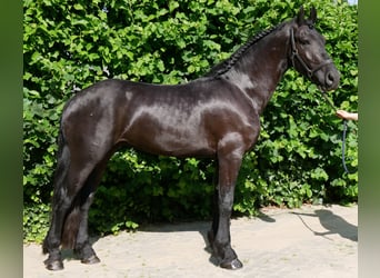 Friesen Mix, Wallach, 4 Jahre, 158 cm, Rappe