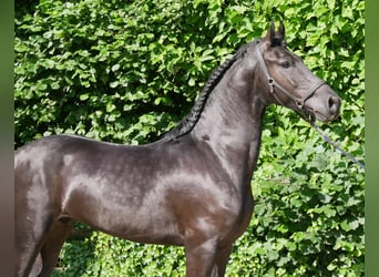 Friesen Mix, Wallach, 4 Jahre, 158 cm, Rappe