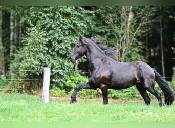 Friesen, Wallach, 4 Jahre, 160 cm, Rappe
