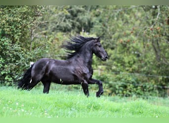 Friesen, Wallach, 4 Jahre, 160 cm, Rappe
