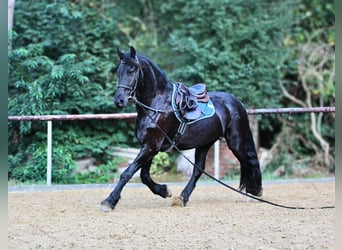 Friesen, Wallach, 4 Jahre, 160 cm, Rappe