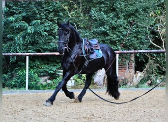 Friesen, Wallach, 4 Jahre, 160 cm, Rappe