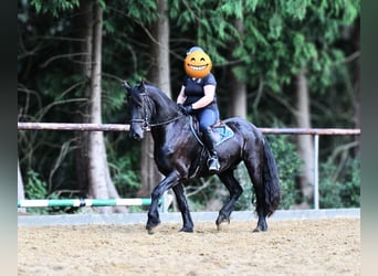Friesen, Wallach, 4 Jahre, 160 cm, Rappe