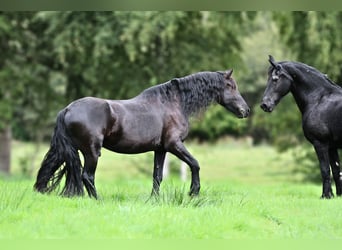 Friesen, Wallach, 4 Jahre, 160 cm, Rappe