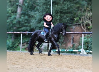 Friesen, Wallach, 4 Jahre, 160 cm, Rappe