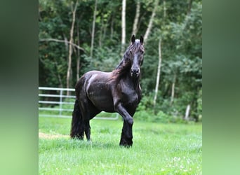 Friesen, Wallach, 4 Jahre, 160 cm, Rappe