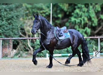 Friesen, Wallach, 4 Jahre, 160 cm, Rappe