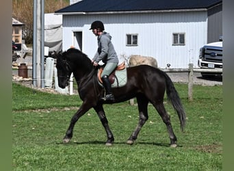Friesen, Wallach, 4 Jahre, 160 cm, Rappe