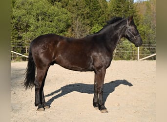 Friesen, Wallach, 4 Jahre, 160 cm, Rappe