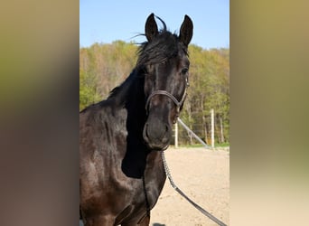 Friesen, Wallach, 4 Jahre, 160 cm, Rappe