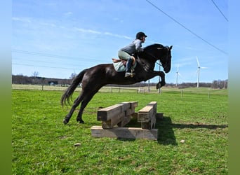 Friesen, Wallach, 4 Jahre, 160 cm, Rappe