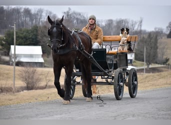 Friesen Mix, Wallach, 4 Jahre, 160 cm, Rappe