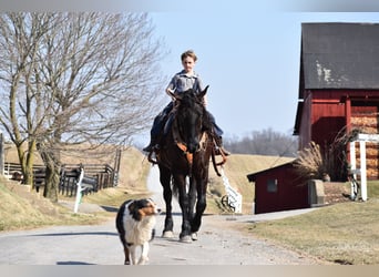 Friesen Mix, Wallach, 4 Jahre, 160 cm, Rappe