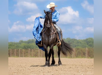 Friesen Mix, Wallach, 4 Jahre, 160 cm, Roan-Blue