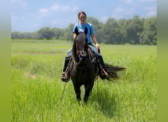 Friesen Mix, Wallach, 4 Jahre, 160 cm, Roan-Blue