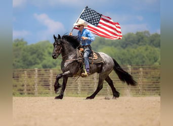 Friesen Mix, Wallach, 4 Jahre, 160 cm, Roan-Blue