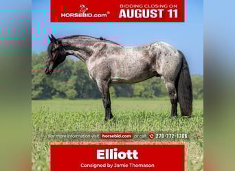 Friesen Mix, Wallach, 4 Jahre, 160 cm, Roan-Blue