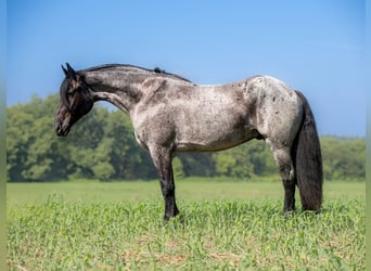 Friesen Mix, Wallach, 4 Jahre, 160 cm, Roan-Blue