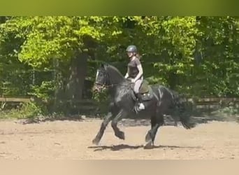 Friesen, Wallach, 4 Jahre, 161 cm, Schwarzbrauner