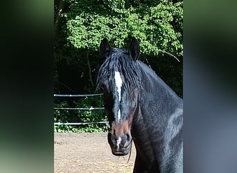 Friesen, Wallach, 4 Jahre, 161 cm, Schwarzbrauner