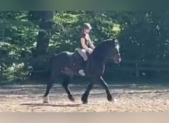 Friesen, Wallach, 4 Jahre, 161 cm, Schwarzbrauner