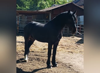 Friesen, Wallach, 4 Jahre, 161 cm, Schwarzbrauner
