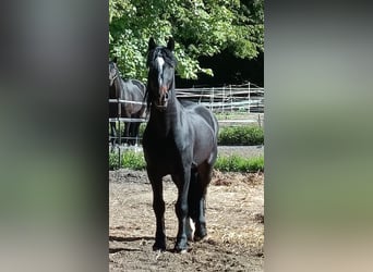 Friesen, Wallach, 4 Jahre, 161 cm, Schwarzbrauner