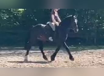 Friesen, Wallach, 4 Jahre, 161 cm, Schwarzbrauner