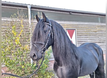 Friesen, Wallach, 4 Jahre, 162 cm, Rappe