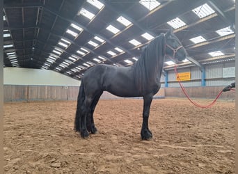 Friesen, Wallach, 4 Jahre, 162 cm, Rappe