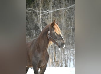 Friesen, Wallach, 4 Jahre, 163 cm, Dunkelfuchs