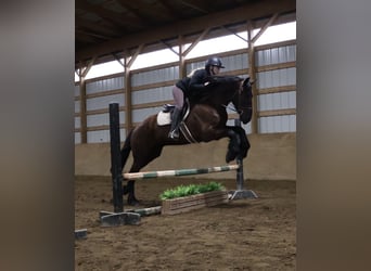 Friesen, Wallach, 4 Jahre, 163 cm, Rappe
