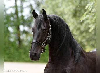 Friesen, Wallach, 4 Jahre, 163 cm, Rappe
