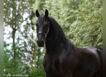 Friesen, Wallach, 4 Jahre, 163 cm, Rappe