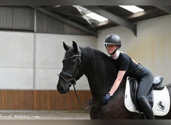 Friesen, Wallach, 4 Jahre, 163 cm, Rappe