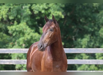 Friesen Mix, Wallach, 4 Jahre, 163 cm, Rappe