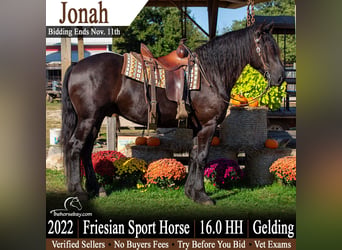 Friesen Mix, Wallach, 4 Jahre, 163 cm, Rappe
