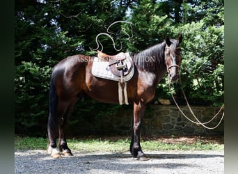 Friesen, Wallach, 4 Jahre, 163 cm, Rappe