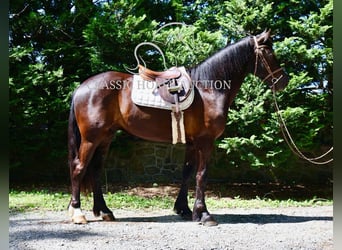 Friesen, Wallach, 4 Jahre, 163 cm, Rappe