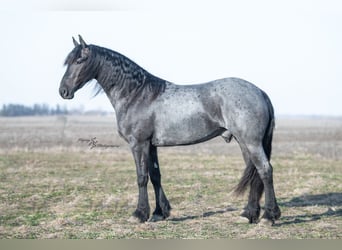 Friesen, Wallach, 4 Jahre, 163 cm, Roan-Blue