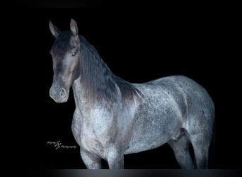Friesen, Wallach, 4 Jahre, 163 cm, Roan-Blue