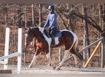 Friesen Mix, Wallach, 4 Jahre, 163 cm