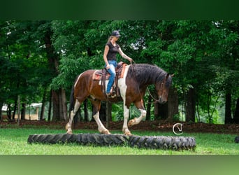 Friesen, Wallach, 4 Jahre, 163 cm