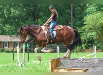 Friesen, Wallach, 4 Jahre, 163 cm