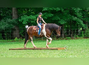 Friesen, Wallach, 4 Jahre, 163 cm