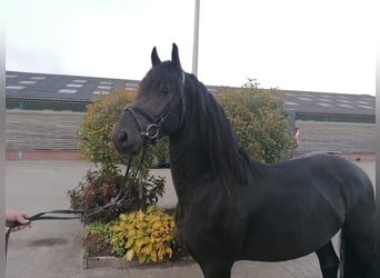 Friesen, Wallach, 4 Jahre, 164 cm, Rappe