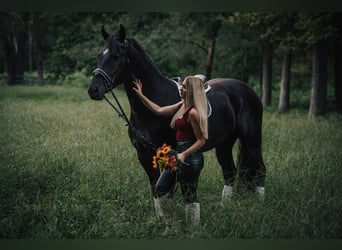 Friesen Mix, Wallach, 4 Jahre, 165 cm, Rappe